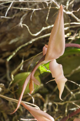 Gongora unicolor