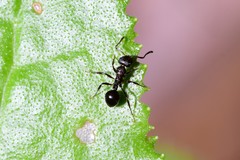 Pseudonotoncus