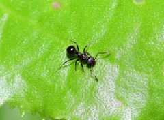Pseudonotoncus