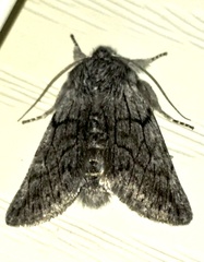 Pleromelloida conserta