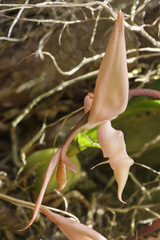 Gongora unicolor