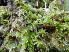 Syntrichia princeps