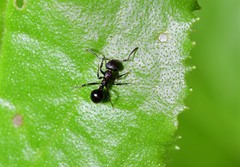 Pseudonotoncus