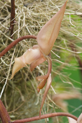 Gongora unicolor