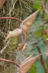 Gongora unicolor