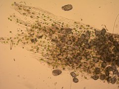 Anthoceros macounii
