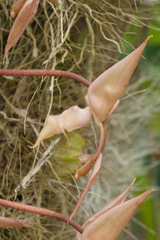Gongora unicolor