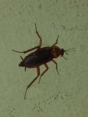 Blattodea