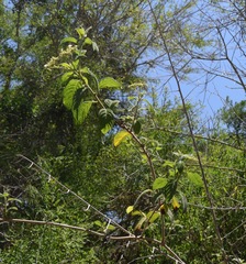 Tournefortia hartwegiana