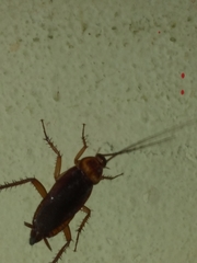 Blattodea