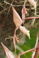 Gongora unicolor