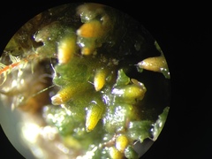 Notothylas orbicularis