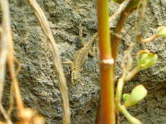 Sceloporus grammicus