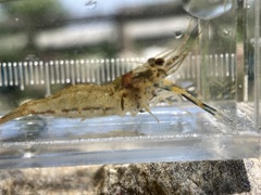 Macrobrachium nipponense