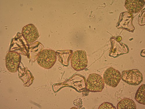 Notothylas orbicularis