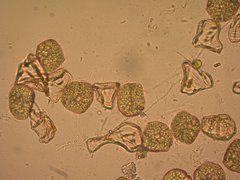 Notothylas orbicularis