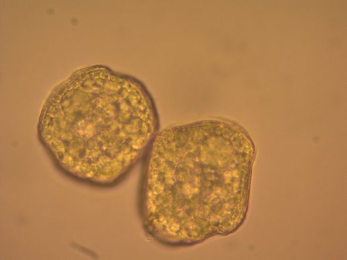 Notothylas orbicularis