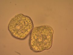 Notothylas orbicularis