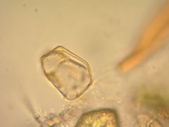 Notothylas orbicularis