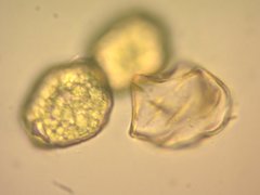 Notothylas orbicularis