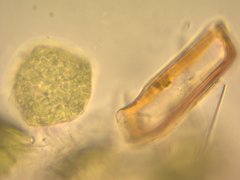 Notothylas orbicularis