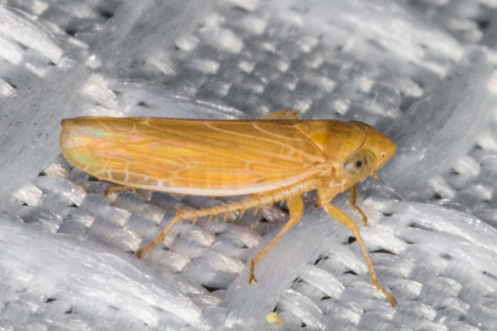 Limbanus omani