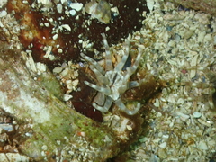 Halcampa decemtentaculata