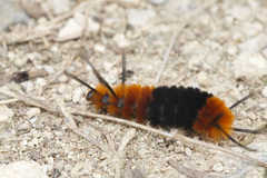 Turuptiana obliqua