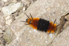 Turuptiana obliqua
