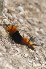 Turuptiana obliqua