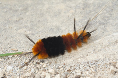 Turuptiana obliqua