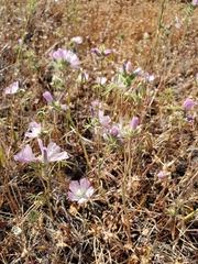 Sidalcea hirsuta