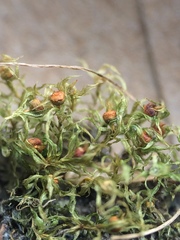 Physcomitrium immersum