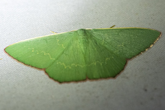 Prasinocyma semicrocea