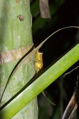 Craugastor crassidigitus