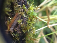 Physcomitrium immersum