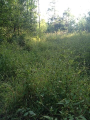 Physcomitrium immersum