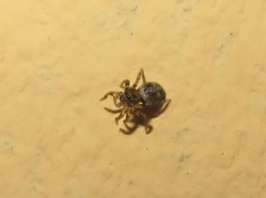 Salticidae