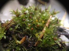 Physcomitrium immersum
