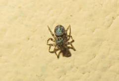 Salticidae