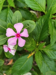Catharanthus roseus