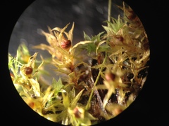 Physcomitrium immersum