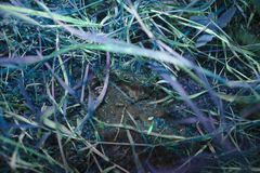 Physcomitrium immersum