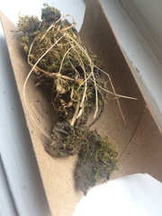 Physcomitrium immersum