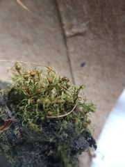Physcomitrium immersum
