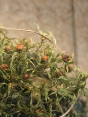 Physcomitrium immersum