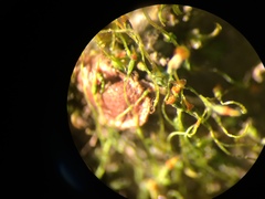 Physcomitrium immersum