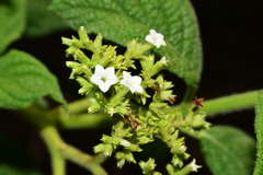 Tournefortia hartwegiana