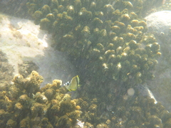 Johnrandallia nigrirostris