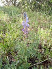 Lupinus angustifolius